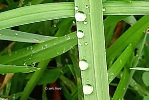 Les perles de pluie